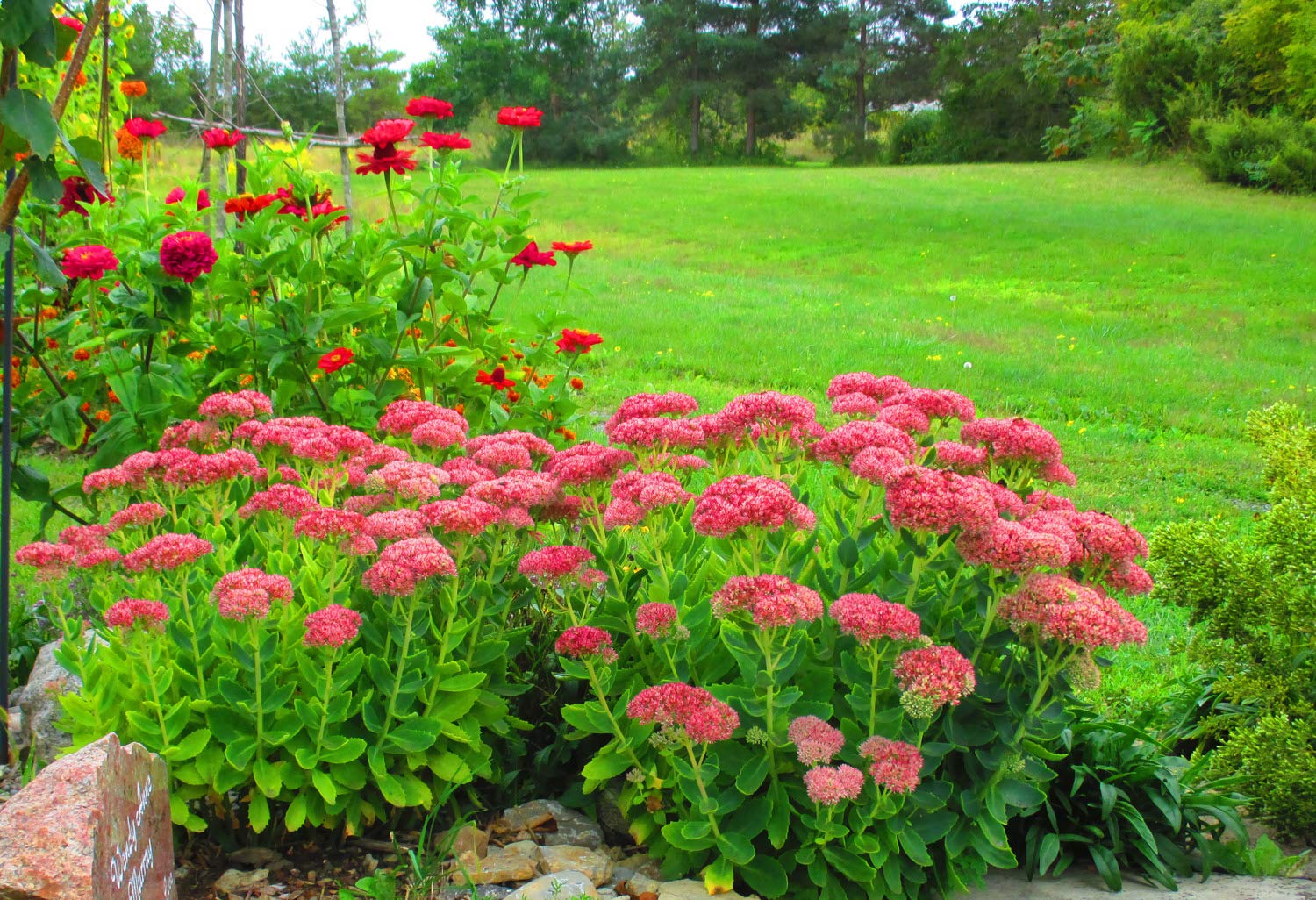 Sedum Ussuriense 'Pink Beacon' 100 Seeds, Ussuri River Stonecrop