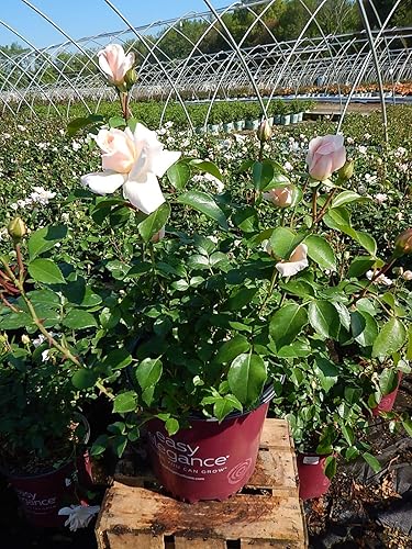 Miniatura 2 de Green Promise Farms Rosa `Champagne Wishes` (arbusto) Rosa, contenedor de 2 tamaños, flor blanca