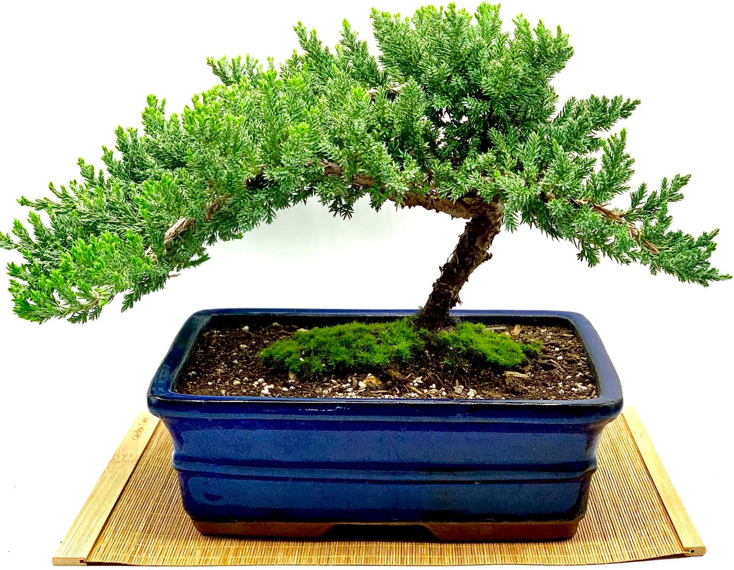 Live Dwarf Juniper Bonsai Tree | Indoor/Outdoor | 100% Handcrafted| Home and Office Décor | Best Gift for Holiday (XL)