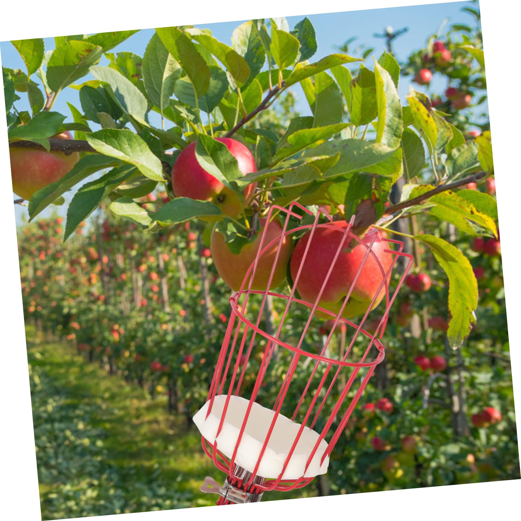 POPETPOP Raccoglifrutta Staccabile Attrezzo per Raccogliere la Frutta Asta in Acciaio Inox Dispositivo per Raccolta Frutta Attrezzo da Giardinaggio per Frutteto Parco Fattoria Giardino