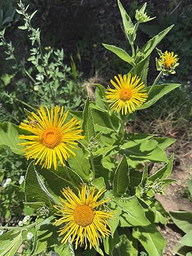 Miniatura 6 de Plant Good Seed Semillas orgánicas de helenio – Paquete de 50, semillas tradicionales para plantar hierbas, flores, suministros de jardinería,