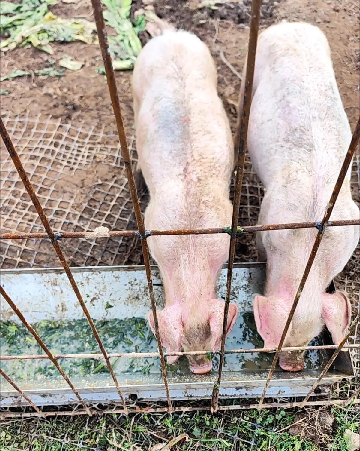 Mangeoire pour bétail grand volume moutons chevaux et veaux