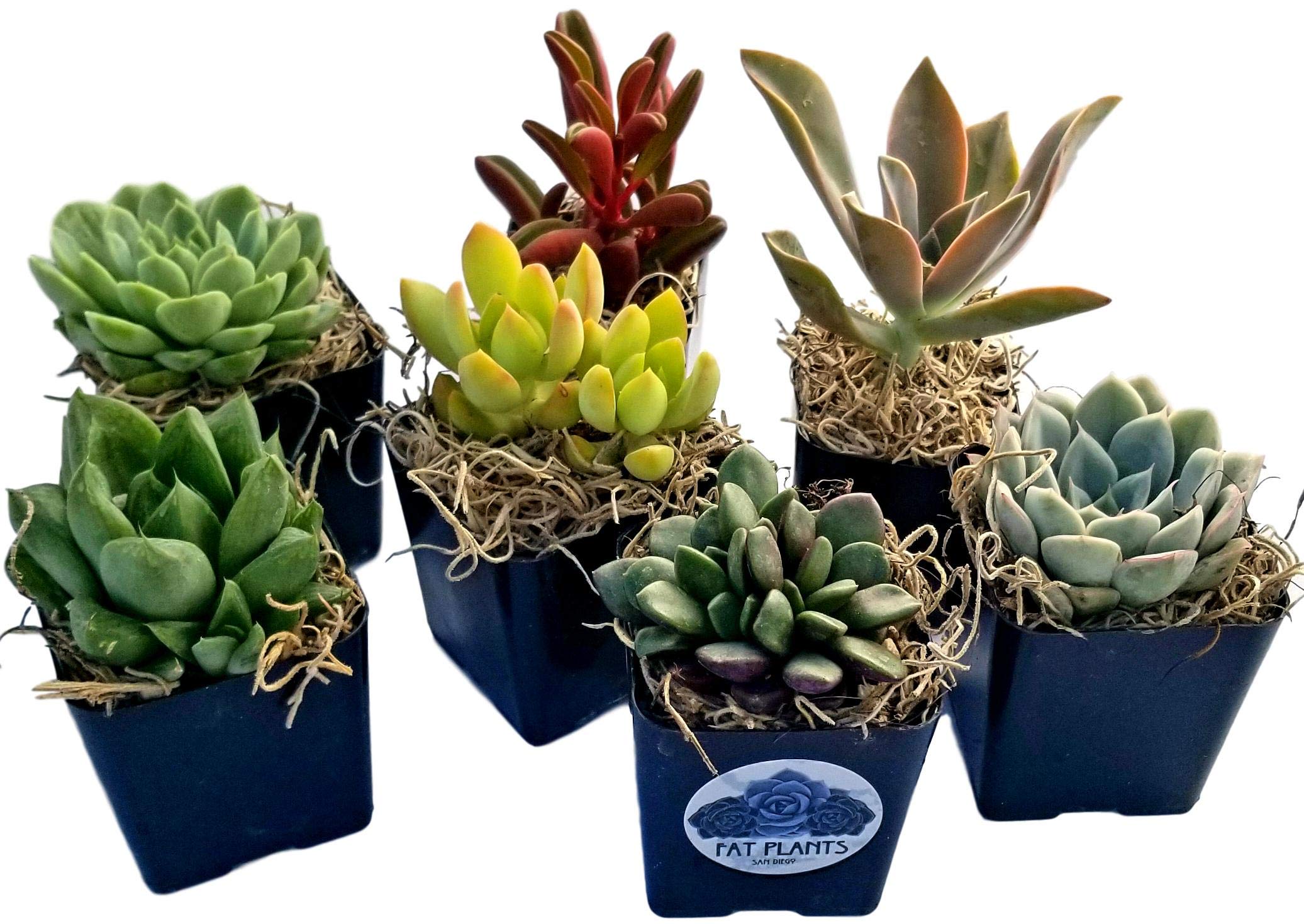 Amazon.com : Live 2-Inch Succulent Plants Variety Pack - Set of Tiny and  Vibrant Mini Succulents - Perfect for Home Decor, Terrariums, and Gifts -  Easy-to-Care-for Living Houseplants : Patio, Lawn &