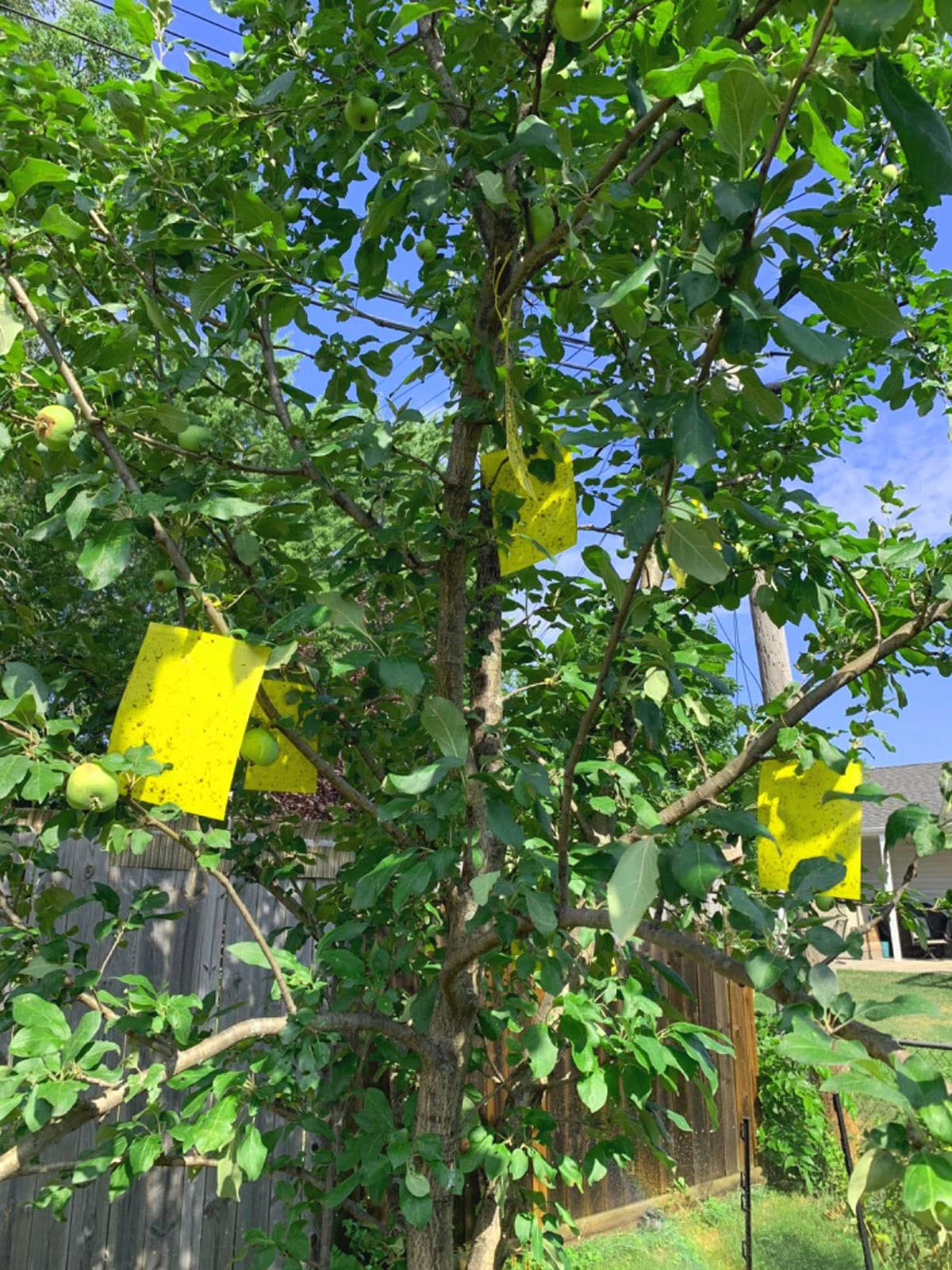Faicuk Paquete de 20 trampas adhesivas amarillas de doble cara para plantas voladoras insectos como mosquitos de hongos, pulgones, moscas blancas, minadores de hojas (6 x 8 pulgadas, lazos giratorios