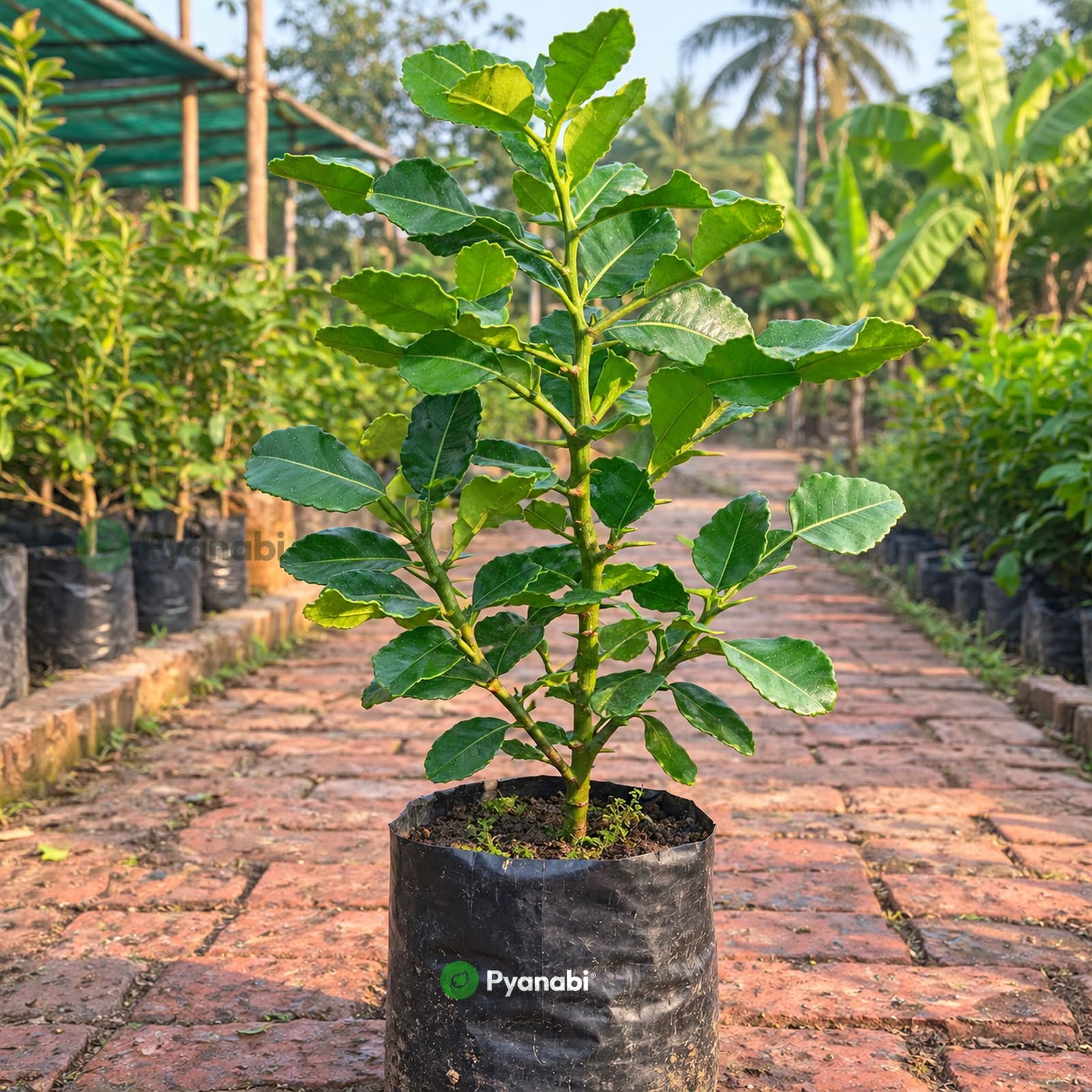 Chakra Phool Plant - Star Anise Spice Tree -18 Chakra Phool Plant - Star Anise Spice Tree -18