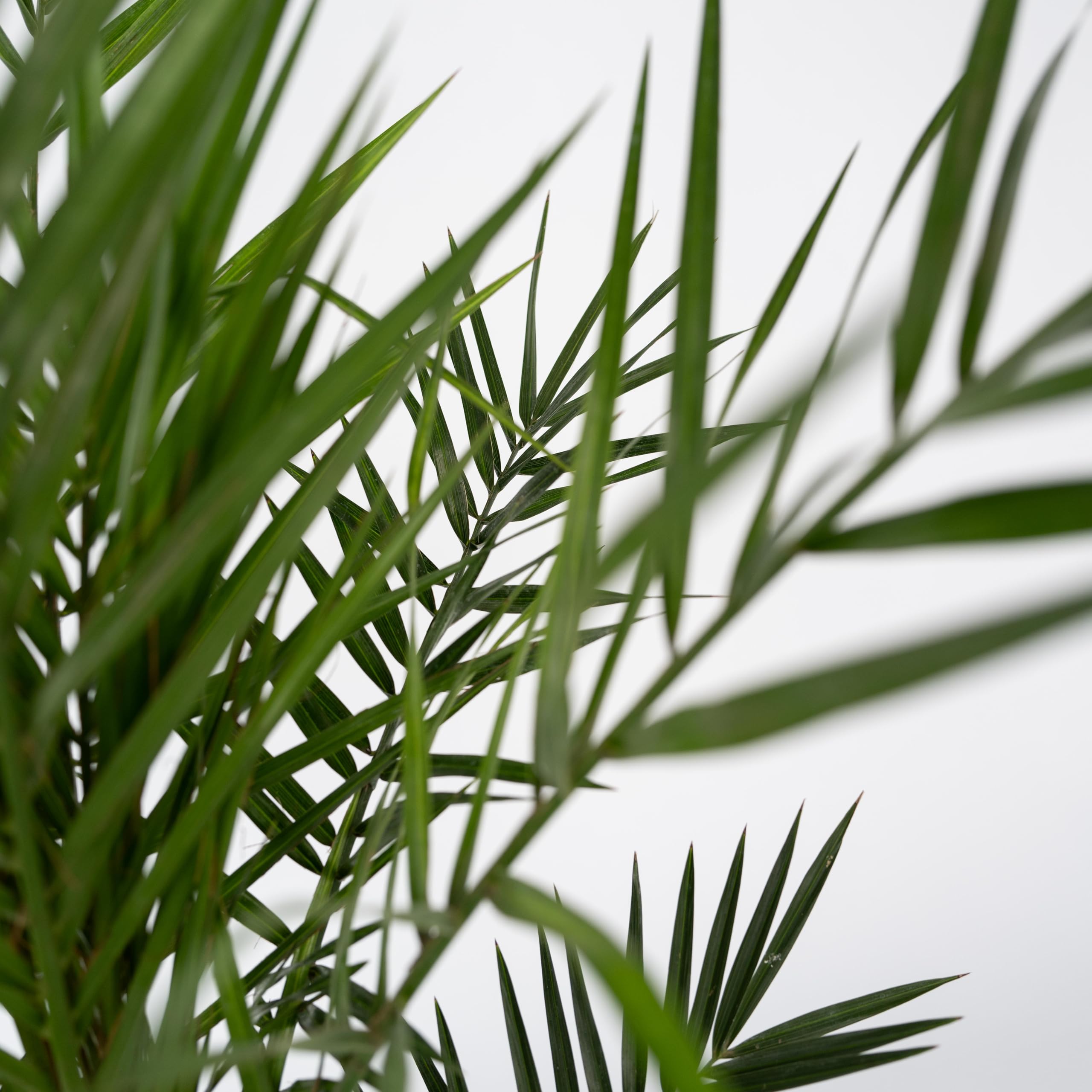 Phoenix Canariensis - Palmier dattier des Canaries - Pot 15cm - Hauteur 50-60cm - Résistant au froid - Palmier d'extérieur