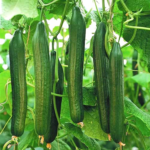 TomorrowSeeds - English Telegraph Burpless Cucumber (English Cucumber) Seeds -