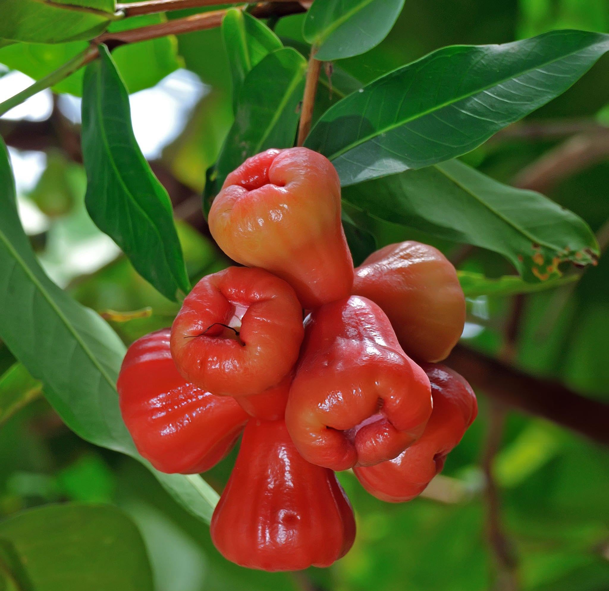 Rare Exotic Red Water Apple Tree Live plant hybrid All Time (Air Layered) Healthy Live Plants & Tree (1-1.5 Ft Size) "Special Variety"(Fruit After 1 Year) Pack of 1 (B0D96D2VQC) Amazon Price History, Amazon Price Tracker