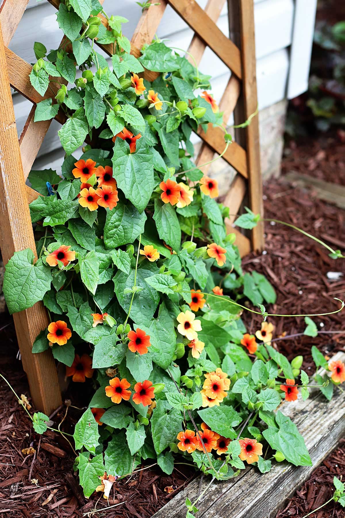 Black Eye Susan Vine Flower 20 Seeds pack (B08R2576HV) Amazon Price History, Amazon Price Tracker