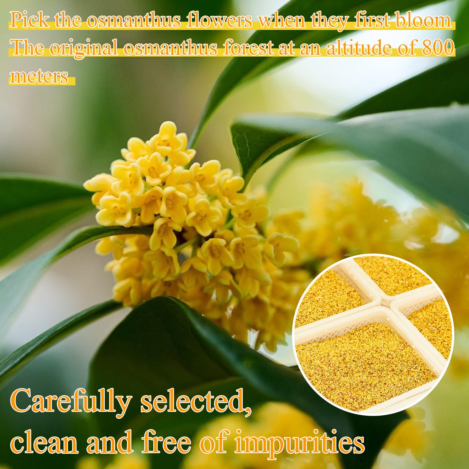 Amazon.com : Osmanthus Fragrans 1.76/50g Dried Osmanthus Flower