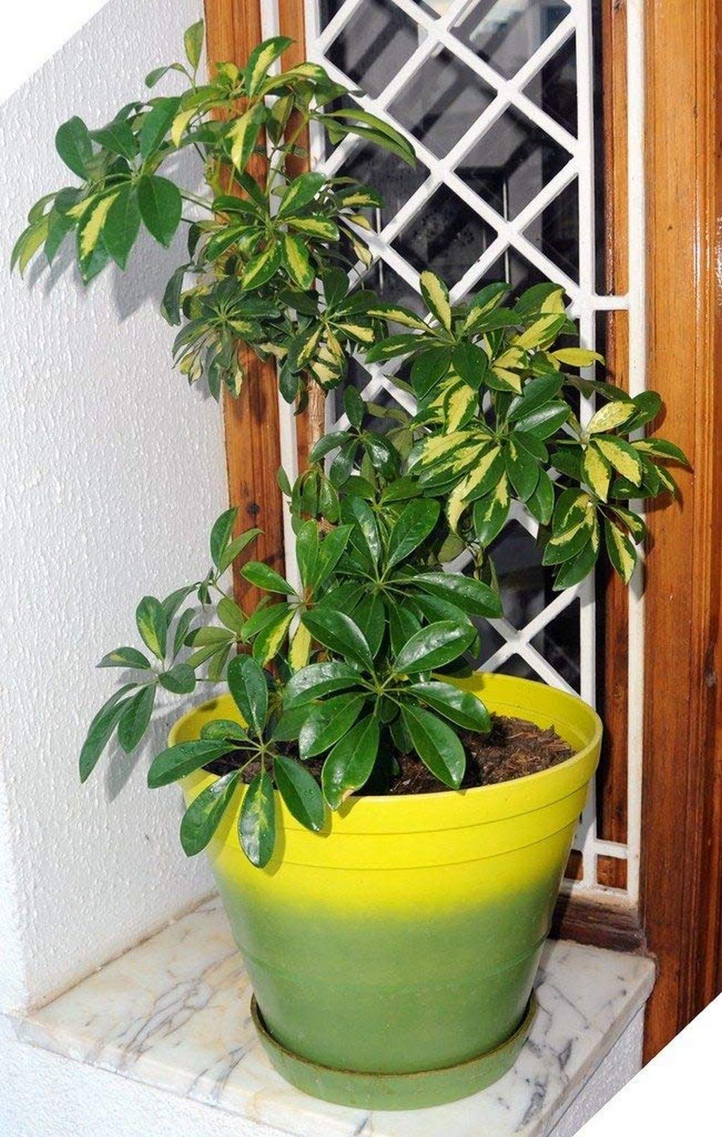 Plante Schefflera Gerda 13cm - Plante Verte D'Intérieur En Pot - Pour Maison/Bureau 35-45cm