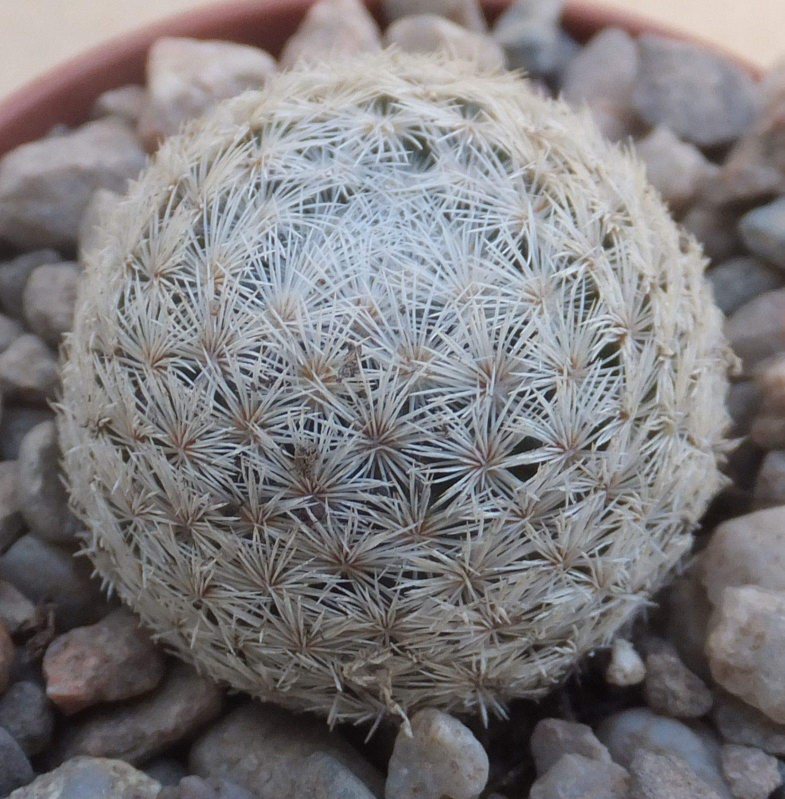 Portal Cool Mammillaria Magallanii Sb143 2.5cm Scelta densamente Spined  Messicano Cactus : Amazon.co.uk: Garden