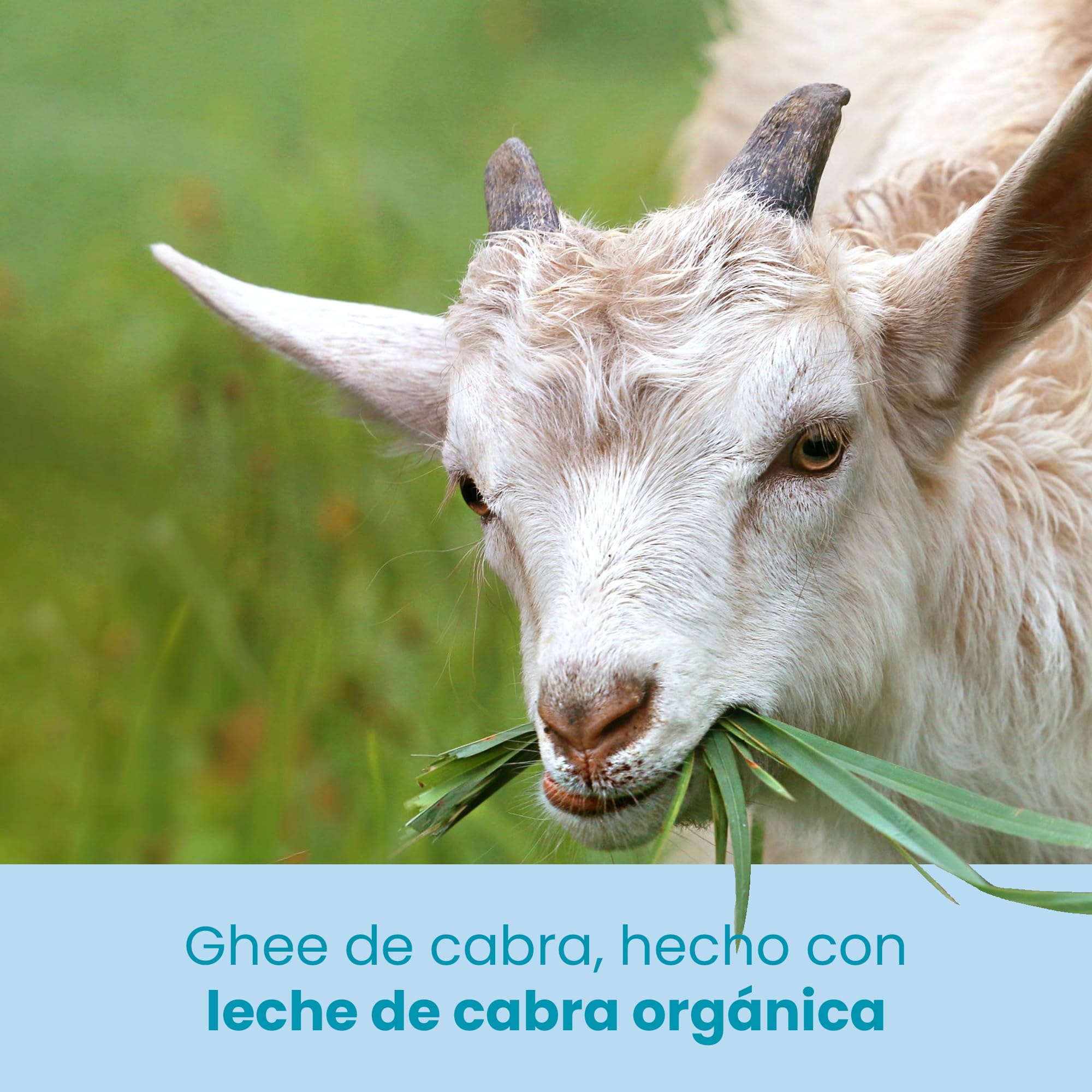 Ghee Easy Bio Ghee de Cabra 500g - Mantequilla de Cabra Clarificada Pura - 100% Orgánica - Ideal para Paleo y Keto - Libre de Gluten y Lactosa - Ayurveda