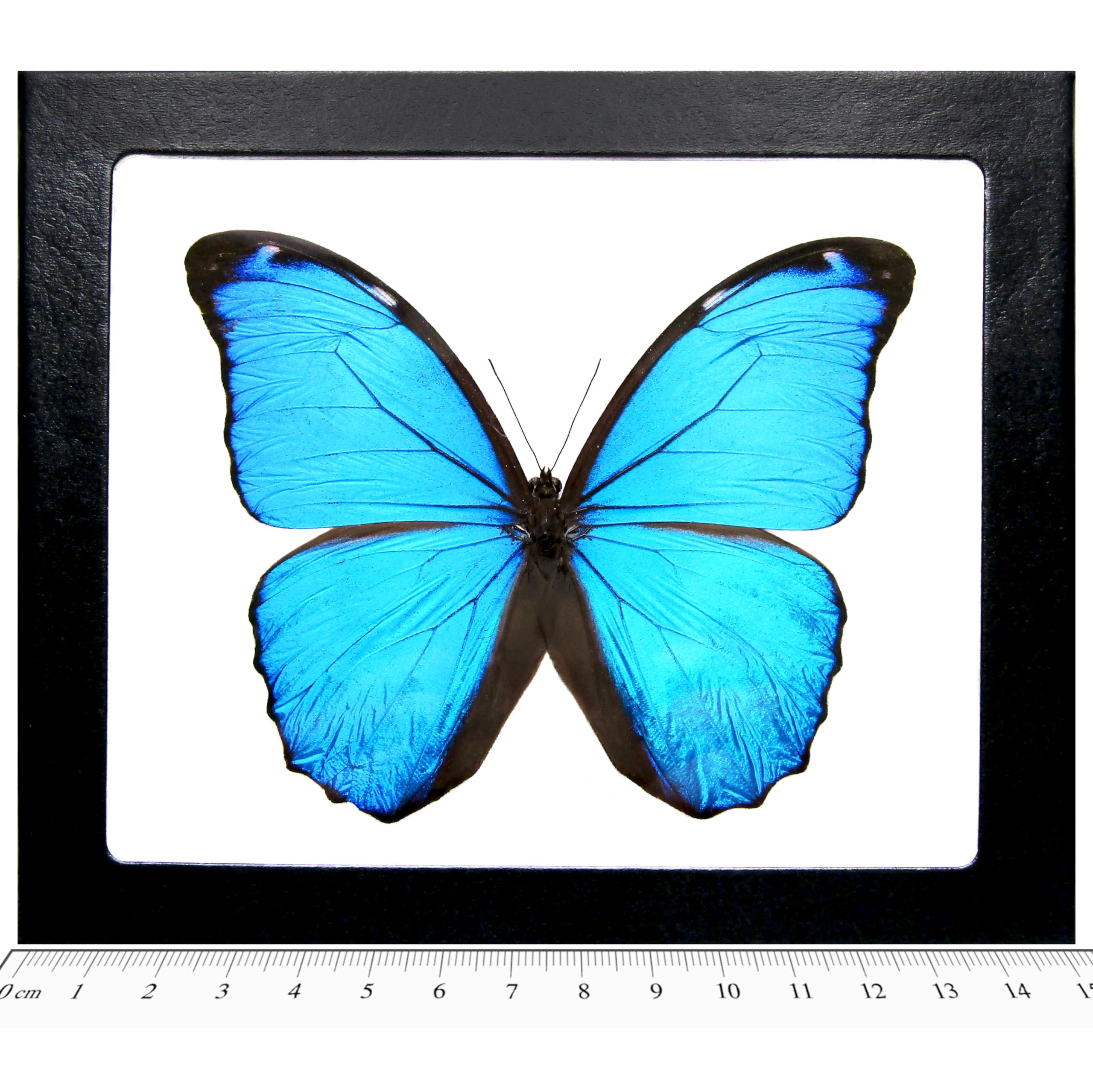 BicBugs Morpho Menelaus Real Framed Butterfly Blue Morpho French Guyana