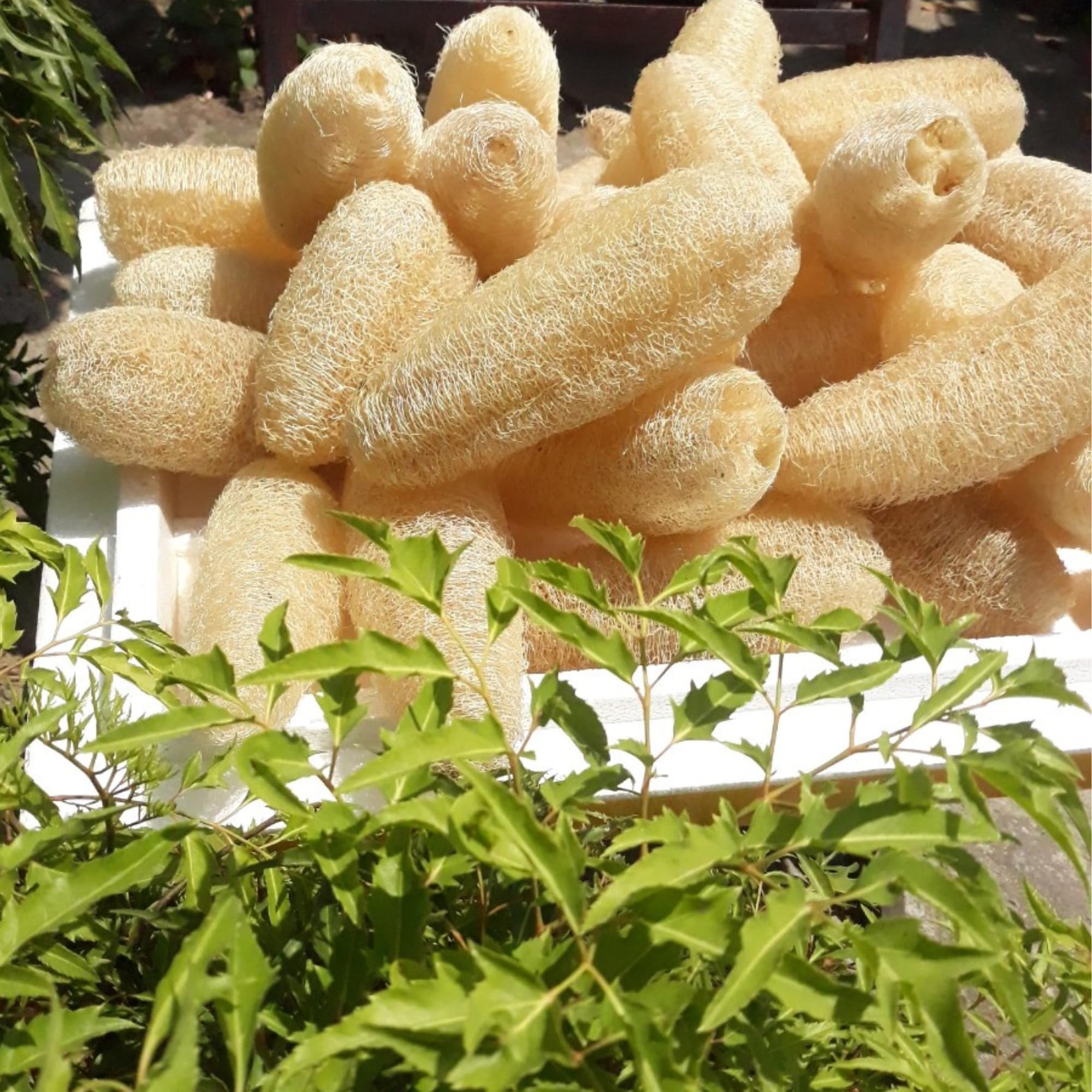 10 esponjas exfoliantes corporales (7-10 pulgadas) de lufa para ducha | Esponja natural de lufa | Baño para hombres y mujeres | Paquete de 10