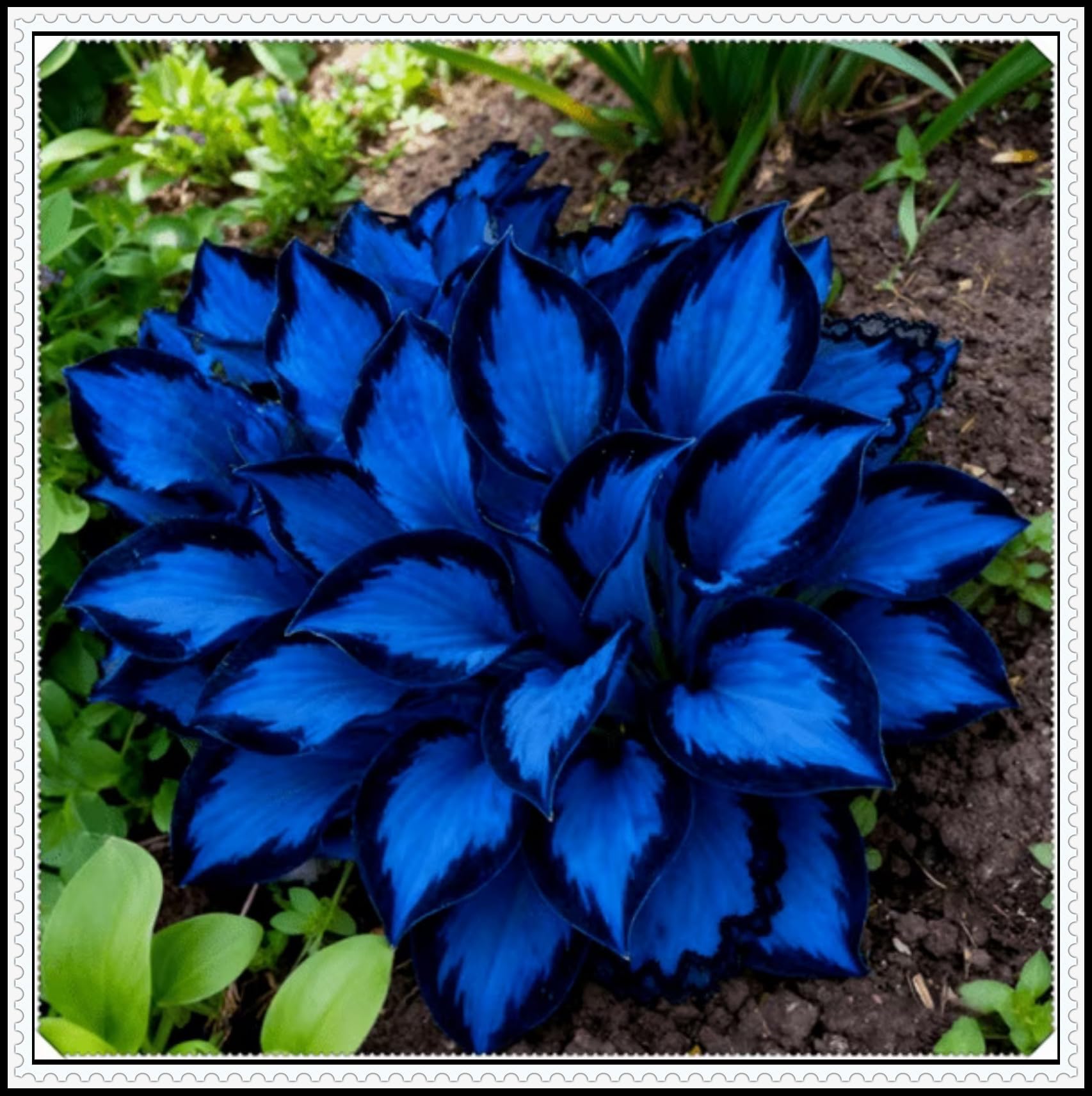 Funkien blütenreich robust zur perfekten Gartenbepflanzung-15Wurzeln-H