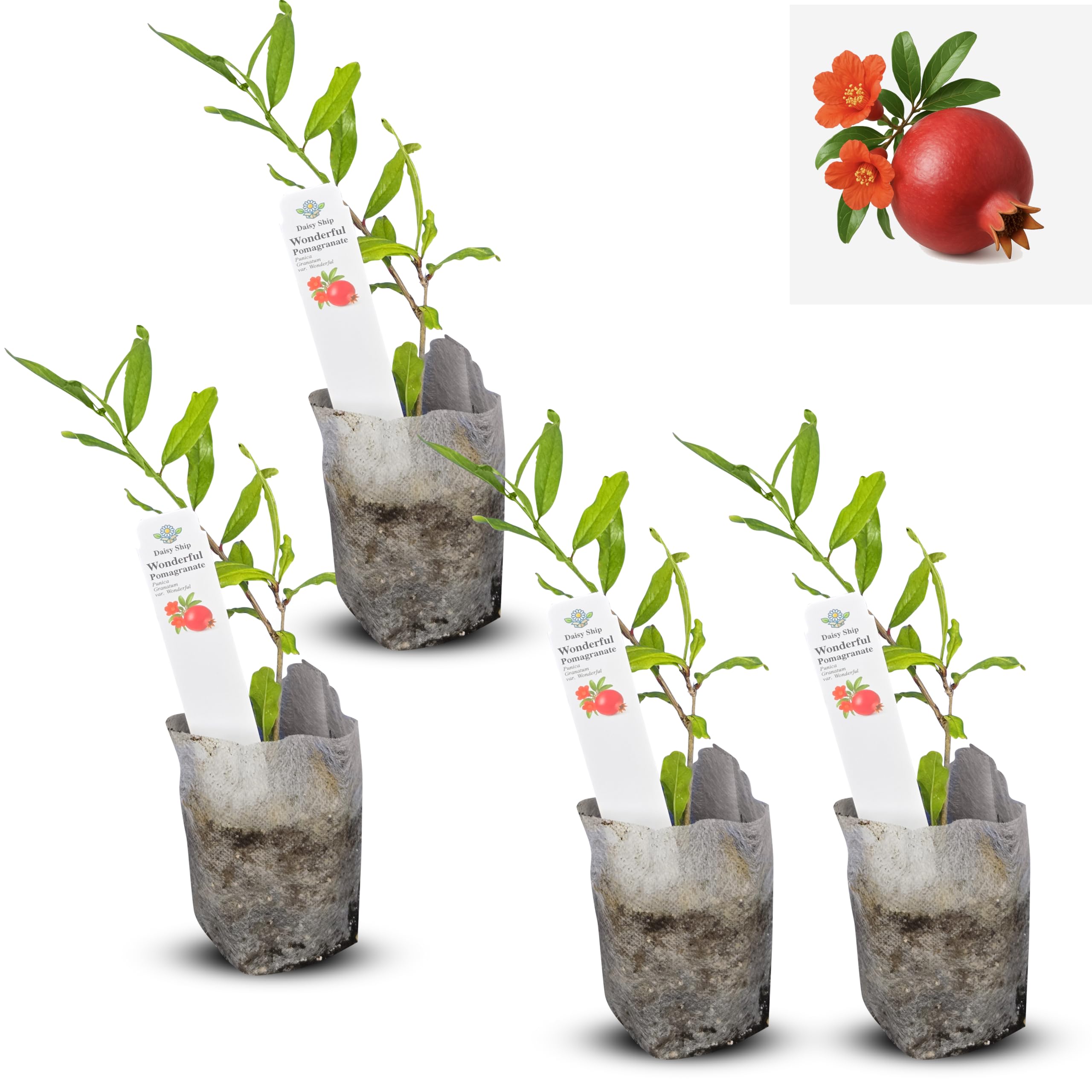 Daisy Ship Pomegranate 4-Pack
