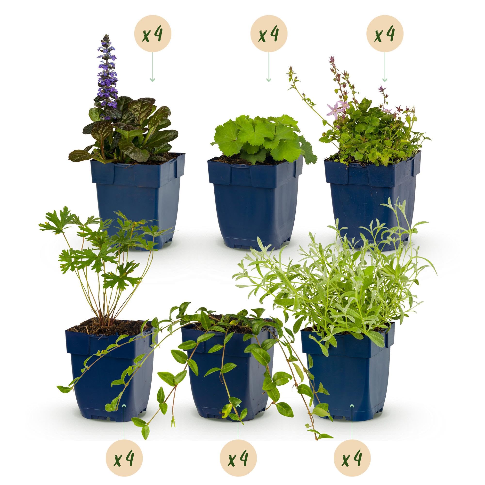 Piante Perenni Tappezzanti, Set da 24 per Giardino, Colori Misti, Vaso 11cm