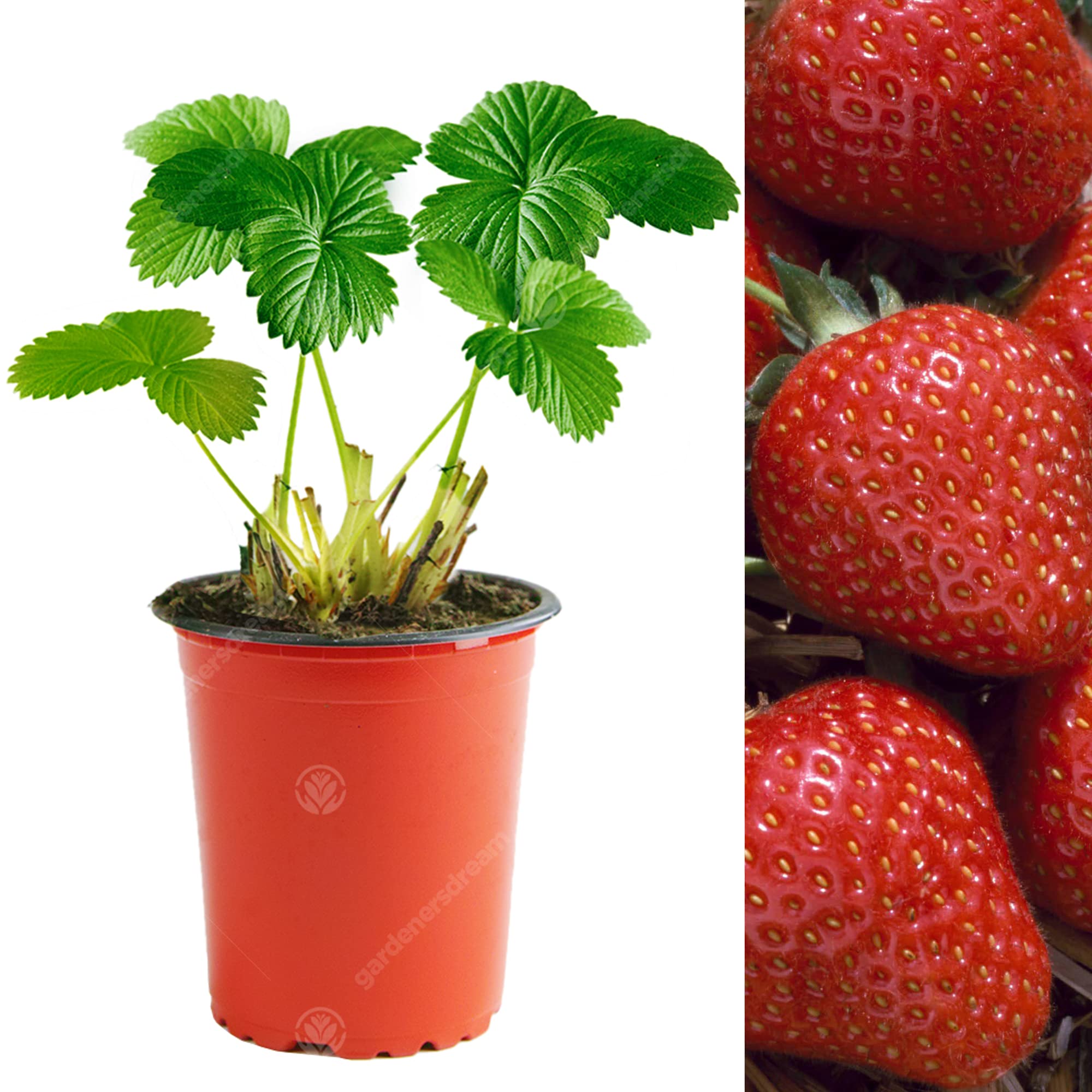 Strawberry Flamenco | Vigorous Long Fruiting Outdoor Garden Fruit Plant | 10 Pack