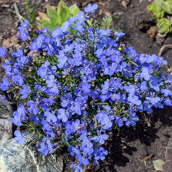 Mountain Valley Seed Company Lobelia Seeds