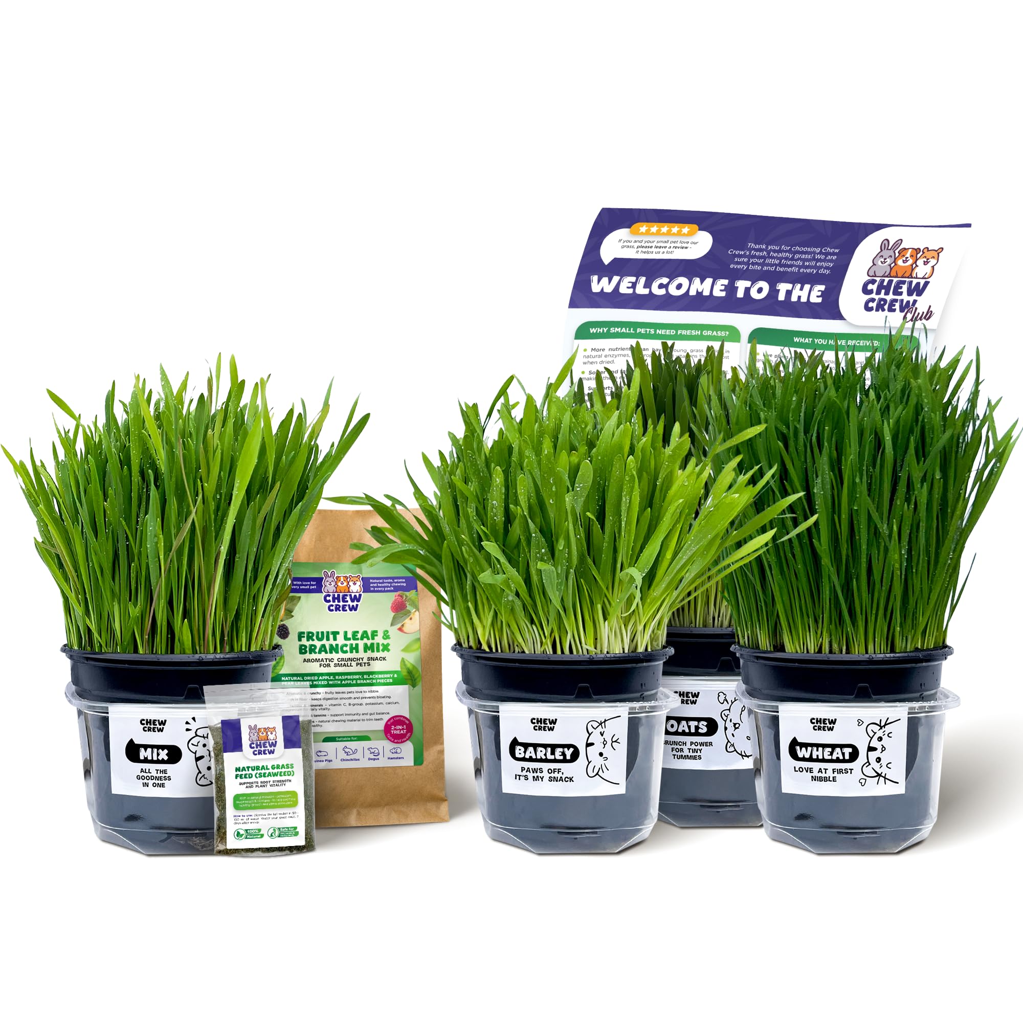 Fresh Grass for Rabbits, Guinea Pigs, Chinchillas, Hamsters, Gerbils โ 4 Varieties (Oats, Wheat, Barley, Mix) โ Healthy Hay Alternative โ Live Boredom Buster Treat, UK Grown by Chew Crew