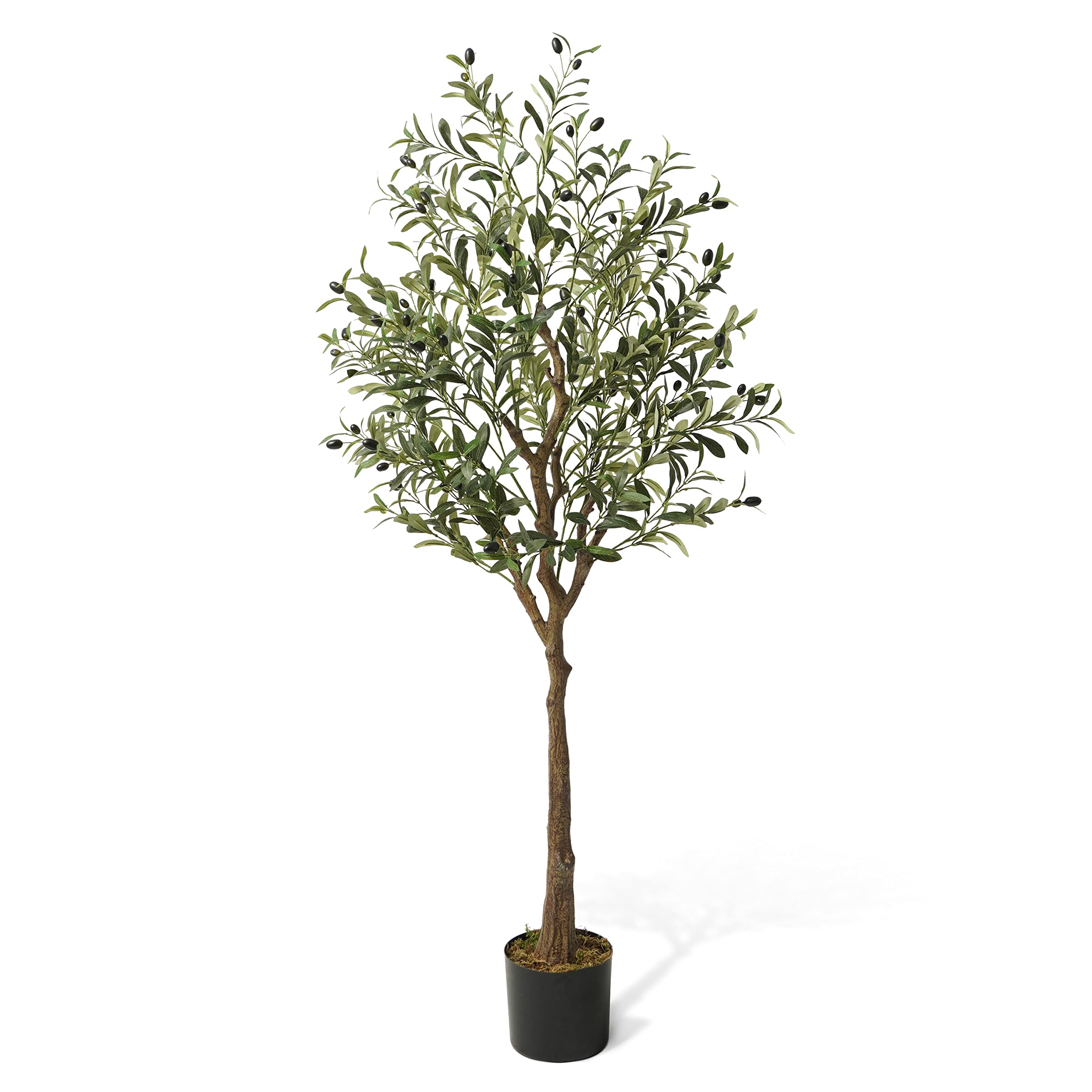 CAPHAUS 5FT Olive Tree