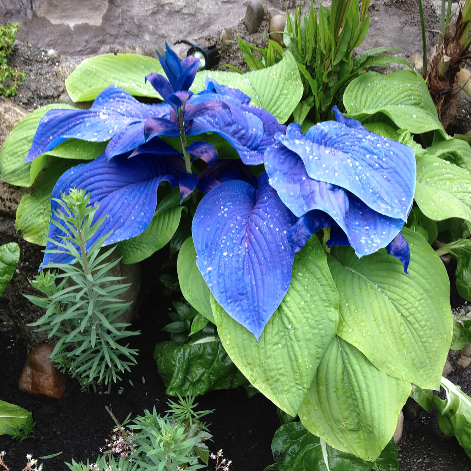1000 Graines Hosta Vivaces Mélangées - Plantes D'ombre Résistantes Au Froid (-15°C), Attirant Abeilles Et Papillons - 3