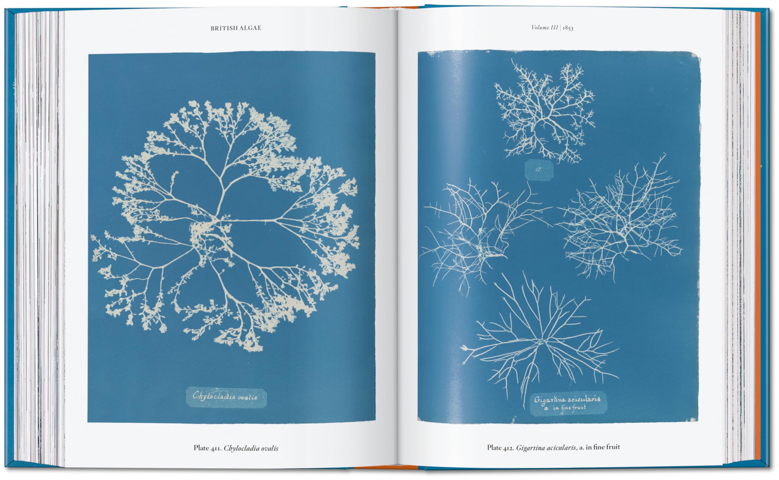 Anna Atkins: Cyanotypes. 45th Ed.