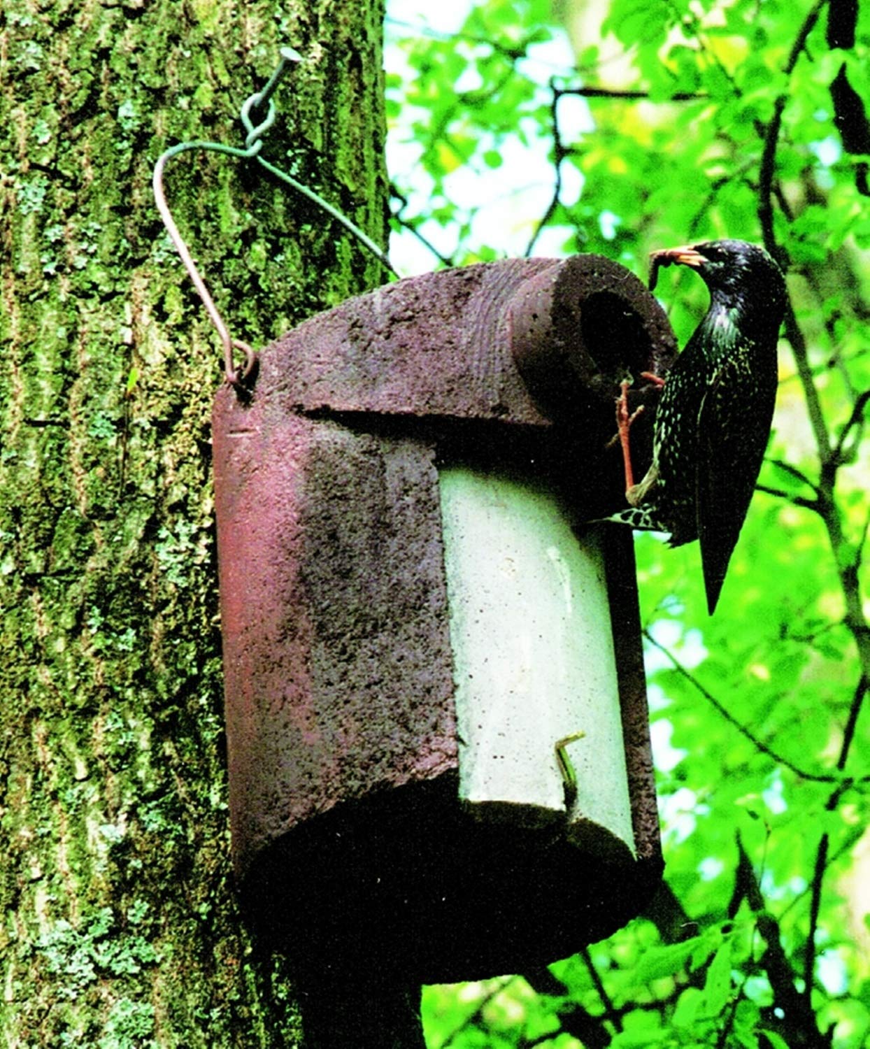 Naturschutzprodukt Vogel Nistkasten Satz 2 Stück Nisthöhle Vogelhöhle Typ 3SV oval Flugloch 32 x 45 mm mit Marderschutz aus Holzbeton Höhe 28 cm