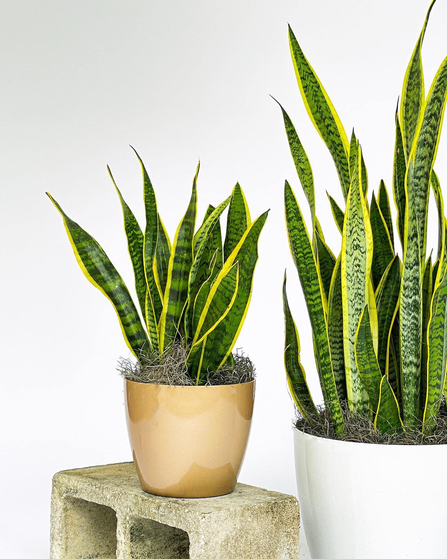 NICHE GARAGE [ Live  with grown pot ] Live Snake  | Sansevieria trifasciata Superba | Mother in Law Tongue Sansevieria  | Potted Succulent .