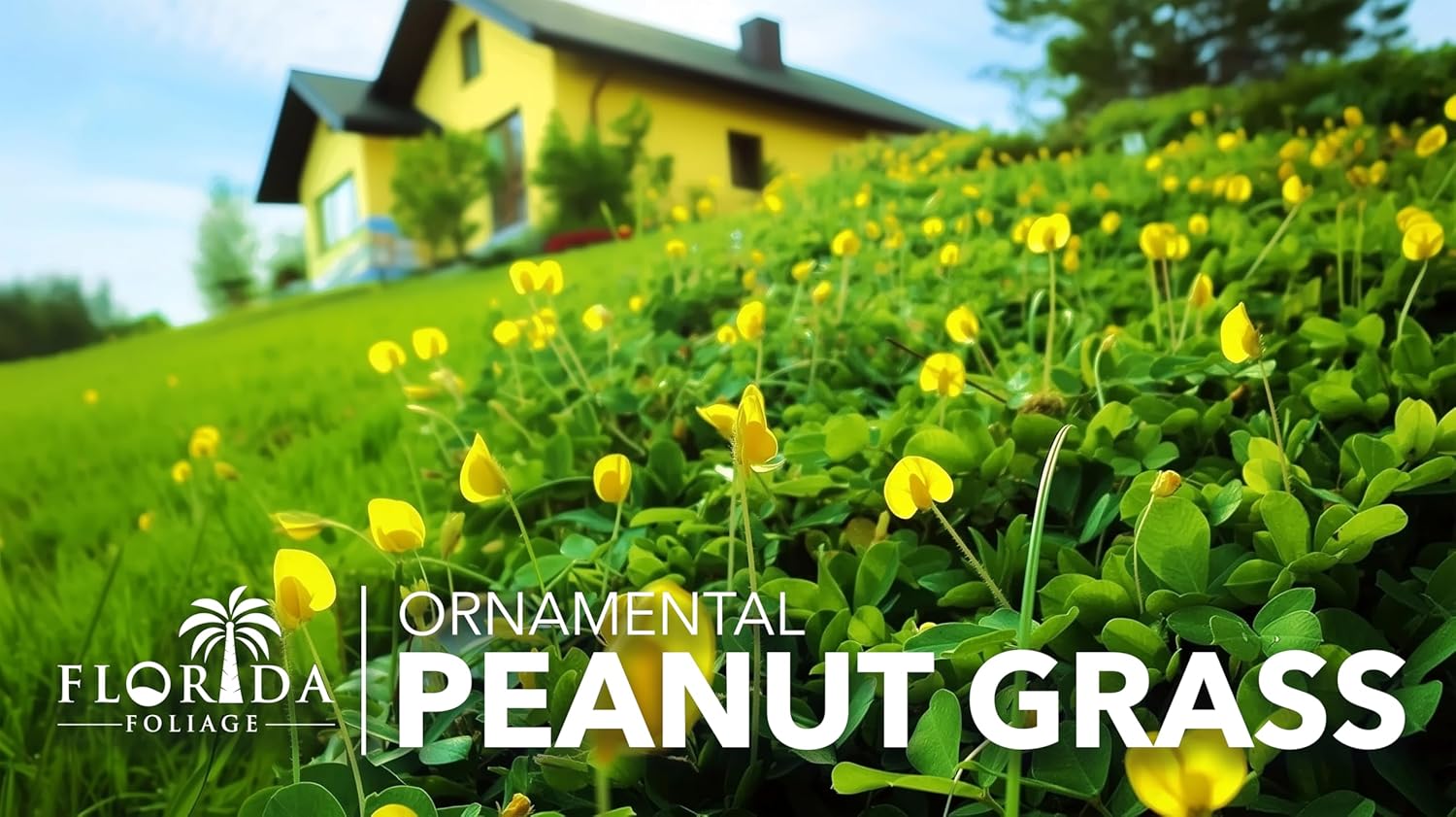 Ornamental Peanut Grass | 10 Live Fully Rooted Plants | Arachis Glabrata | Low Maintenance Drought Tolerant Groundcover, Yellow Flowers, Lawn Alternative