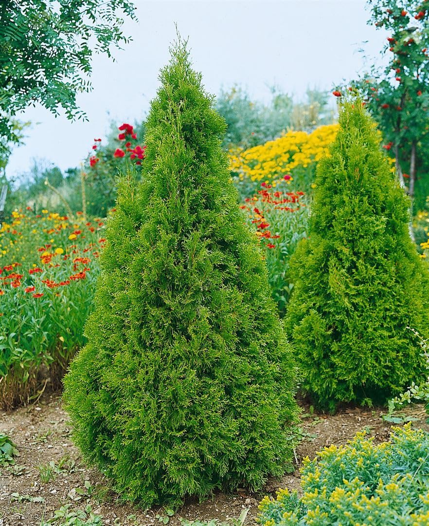 Riesen-Lebensbaum Thuja plicata Aurescens 80-100 cm winterhart