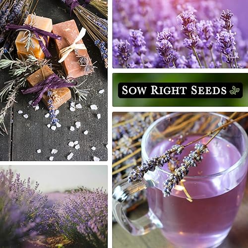 Vista 4 de Sow Right Seeds - Semillas de lavanda para plantar; semillas de reliquia sin OMG con instrucciones para plantar y cultivar un hermoso jardín