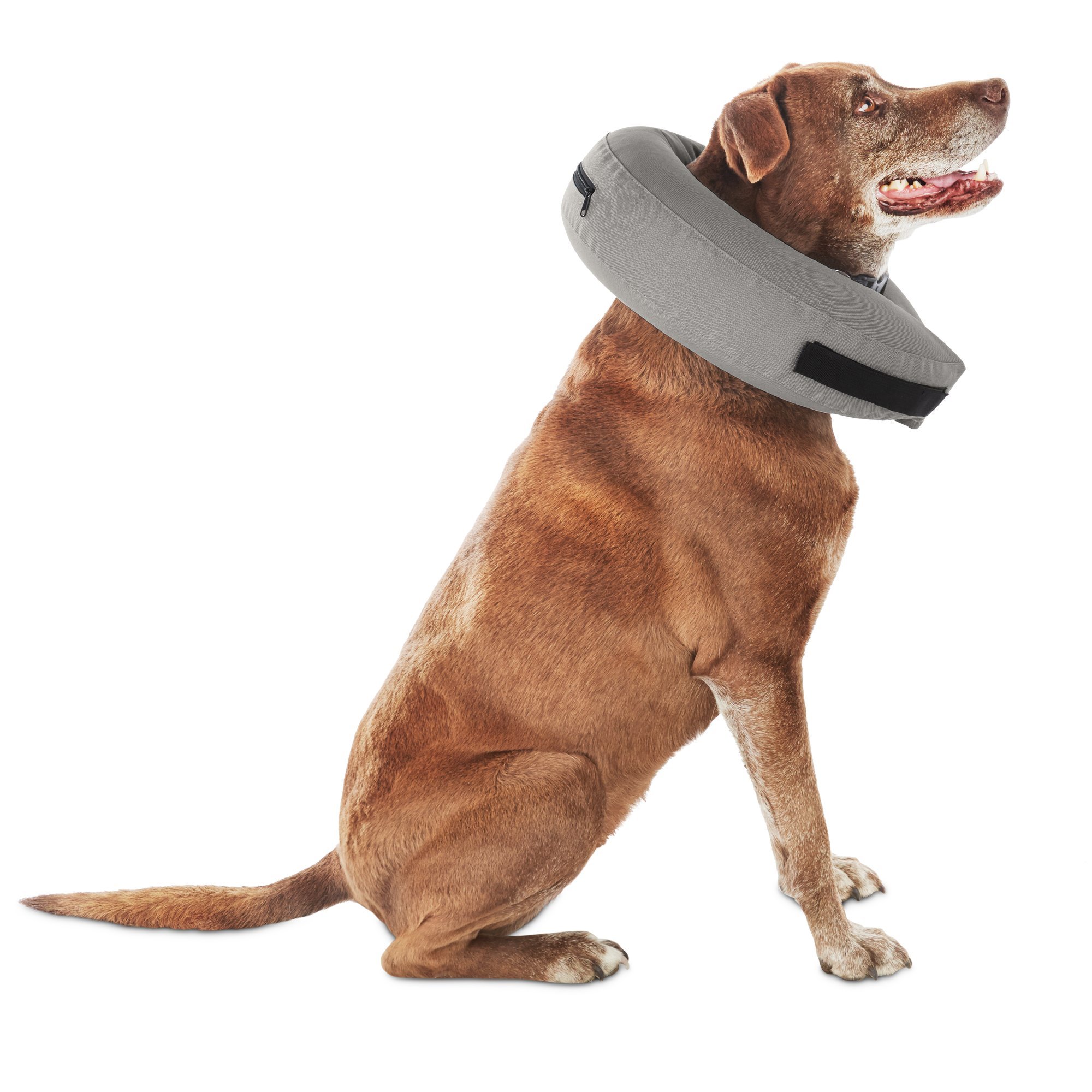 Petco Brand Well And Good Inflatable Collar For Dogs Cats