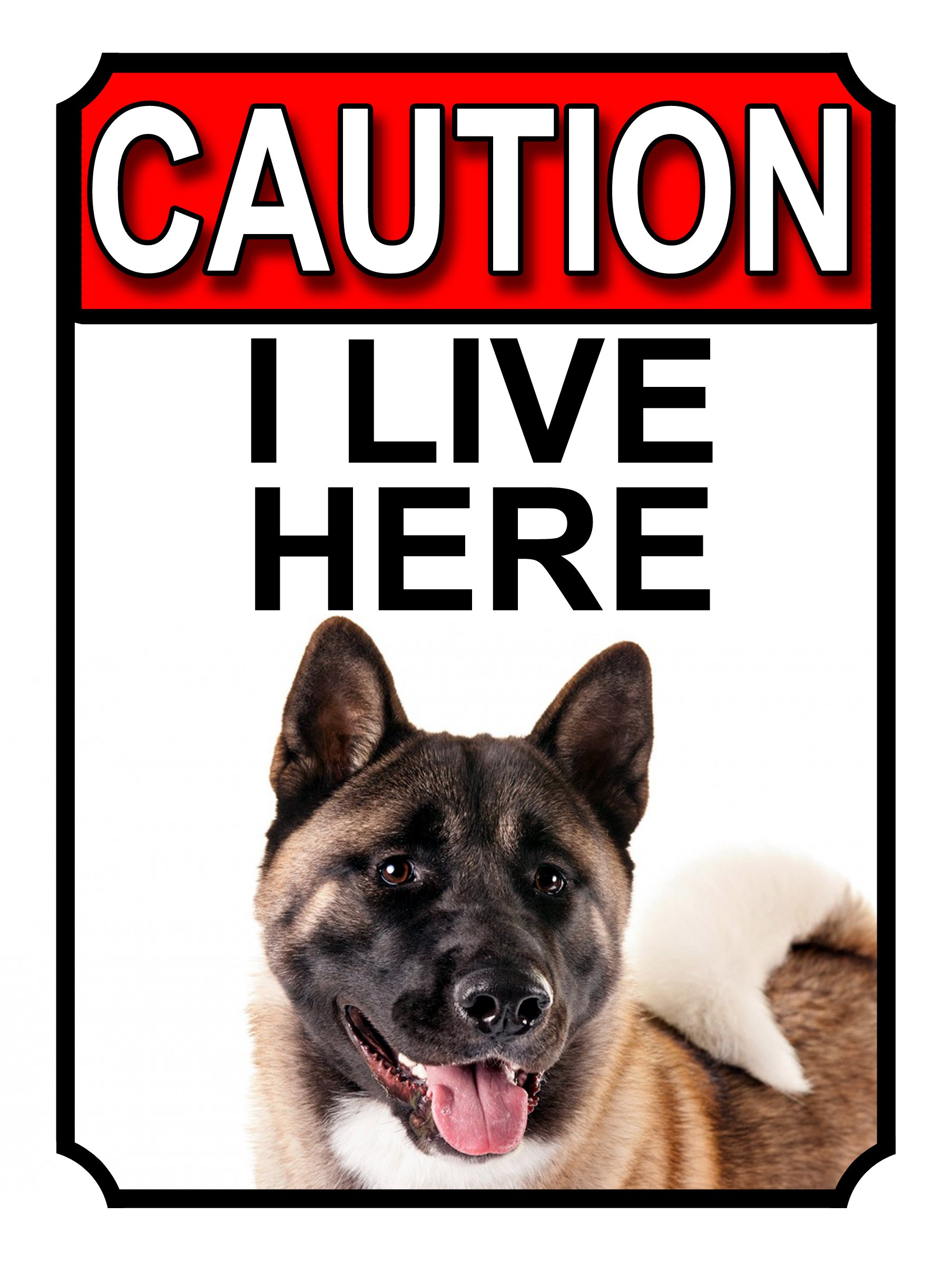 CAUTION I LIVE HERE METAL GATE SIGN AKITA DOG THEME 200MM X 150MM (1367H1)