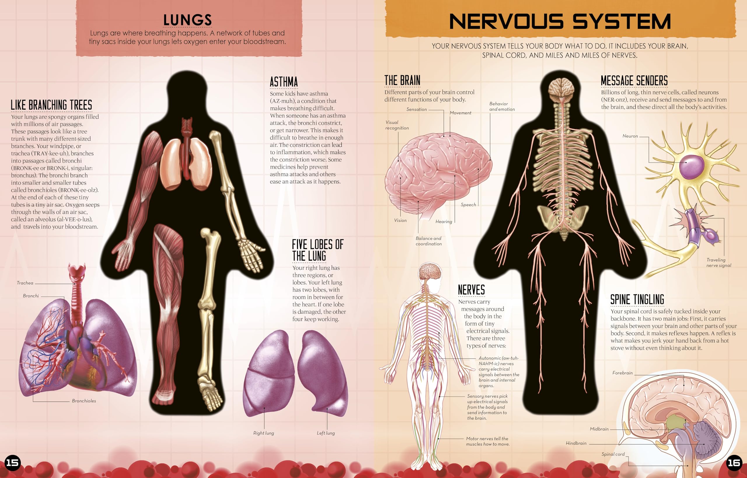 Inside Out Human Body: Explore the World's Most Amazing Machine - You! (Inside Out, Chartwell) - Image 6