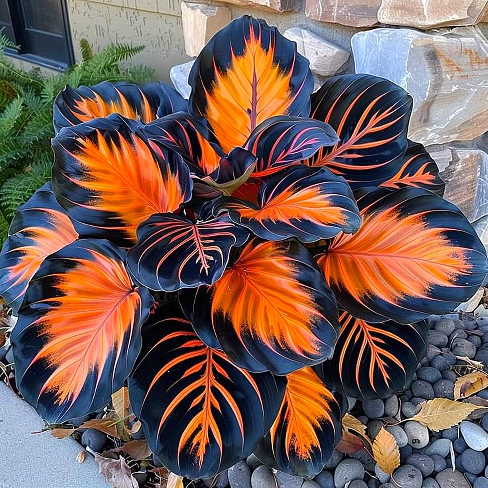 Perennial Hosta Bulbs, Fragrant Flowers, Suitable for Garden Plants, Landscape Design, Indoor and Outdoor Potted Plants-10 Bulbs-D