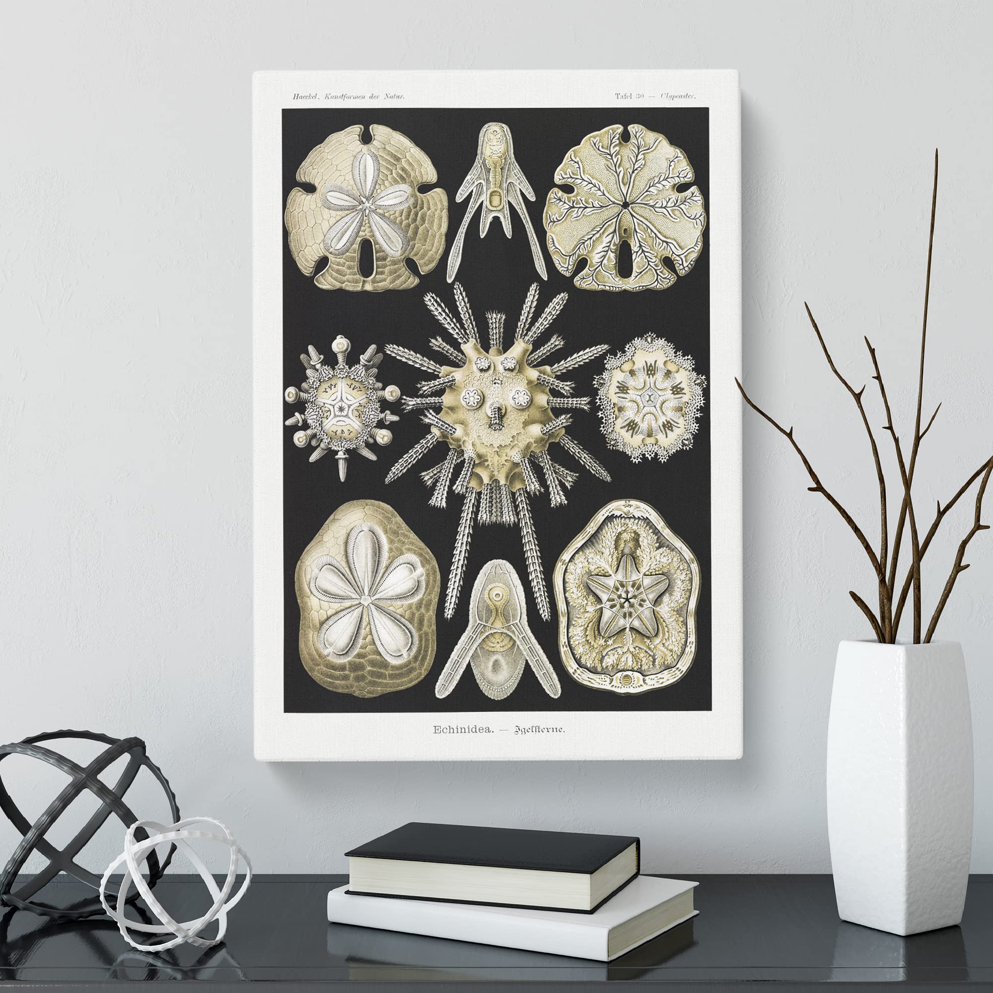 Echinoida Sea Urchin Vol.1 By Ernst Haeckel Canvas Print, Mixed, 25L x 50W cm - Image 2