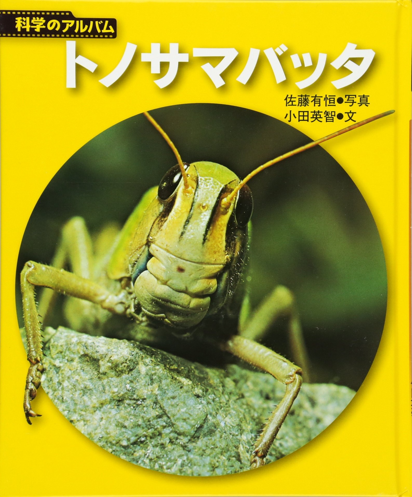 トノサマバッタ 新装版 (科学のアルバム虫 8) | 佐藤 有恒, 小田 英智