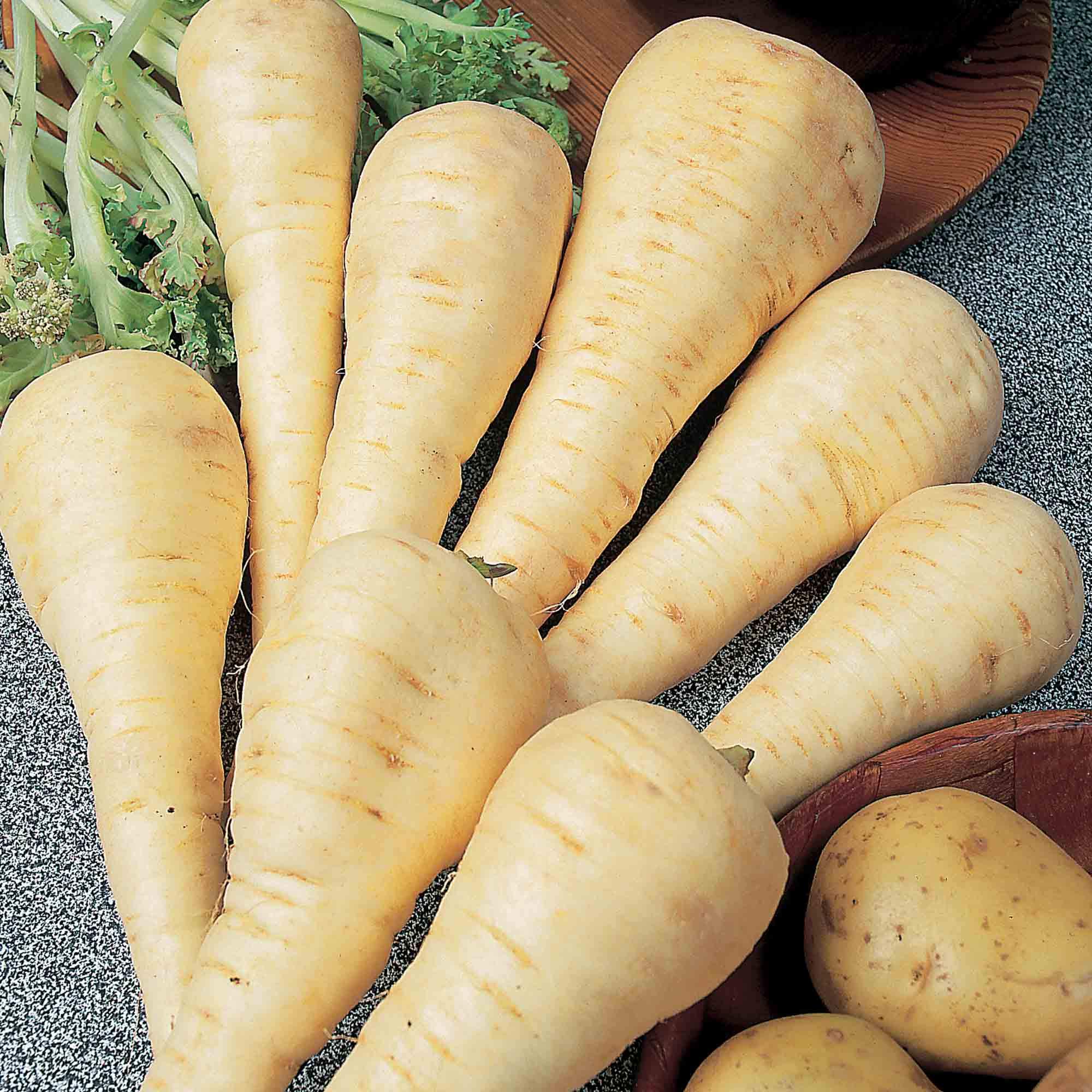 Suttons Parsnip Seeds F1 Gladiator, Winter Vegetable Seeds, Approx. 350 Seeds per Pack, Grow Your own Parsnip Plants from Seed, Ideal for Containers, Beds and Borders, Greenhouses