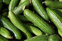 Hometown Seeds Muncher Cucumber Seeds - Non-GMO Burpless Variety, Prolific 6-9 Inch Harvest in 65 Days, 90 Seeds