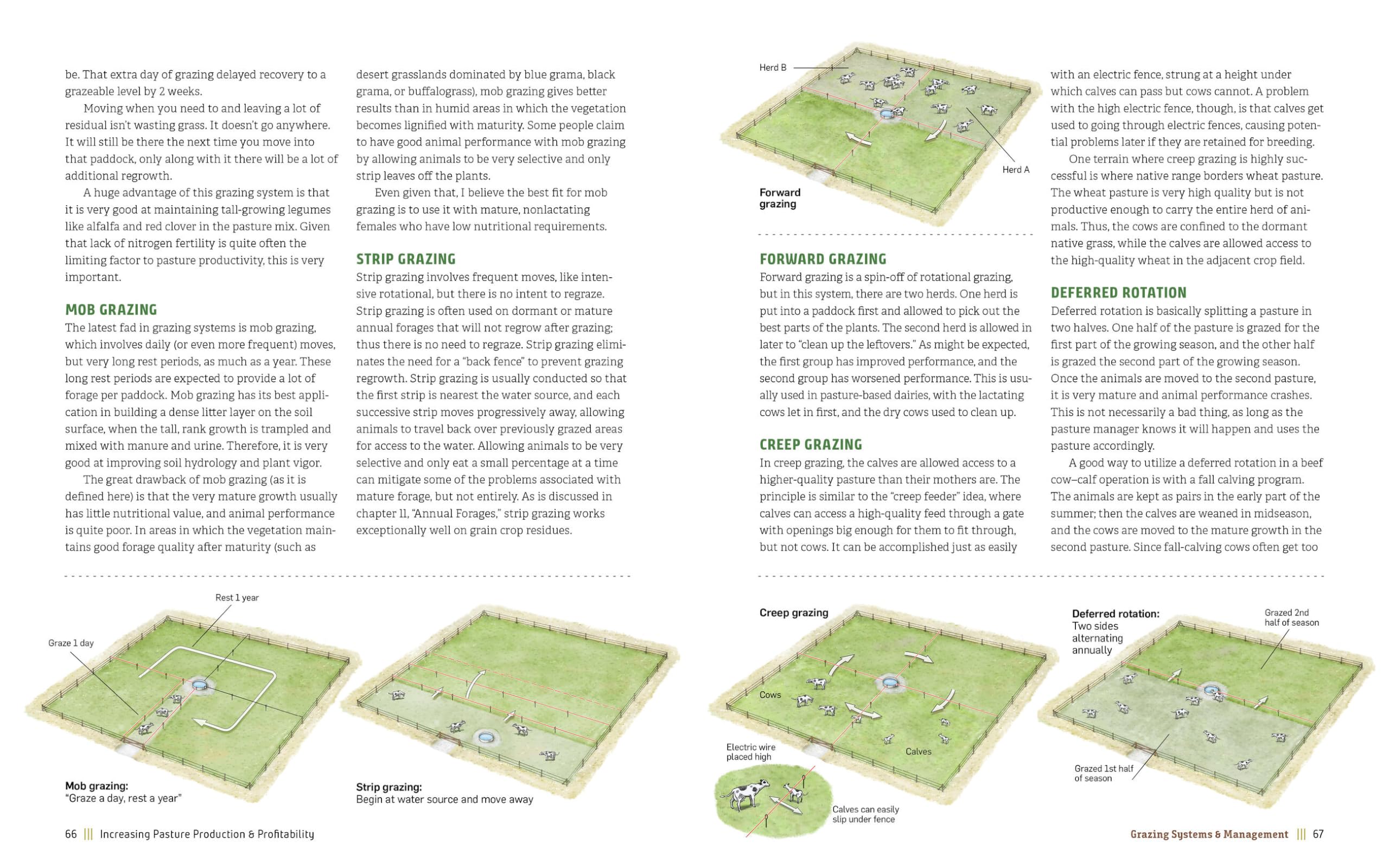 Managing Pasture: A Complete Guide to Building Healthy Pasture for Grass-Based Meat & Dairy Animals