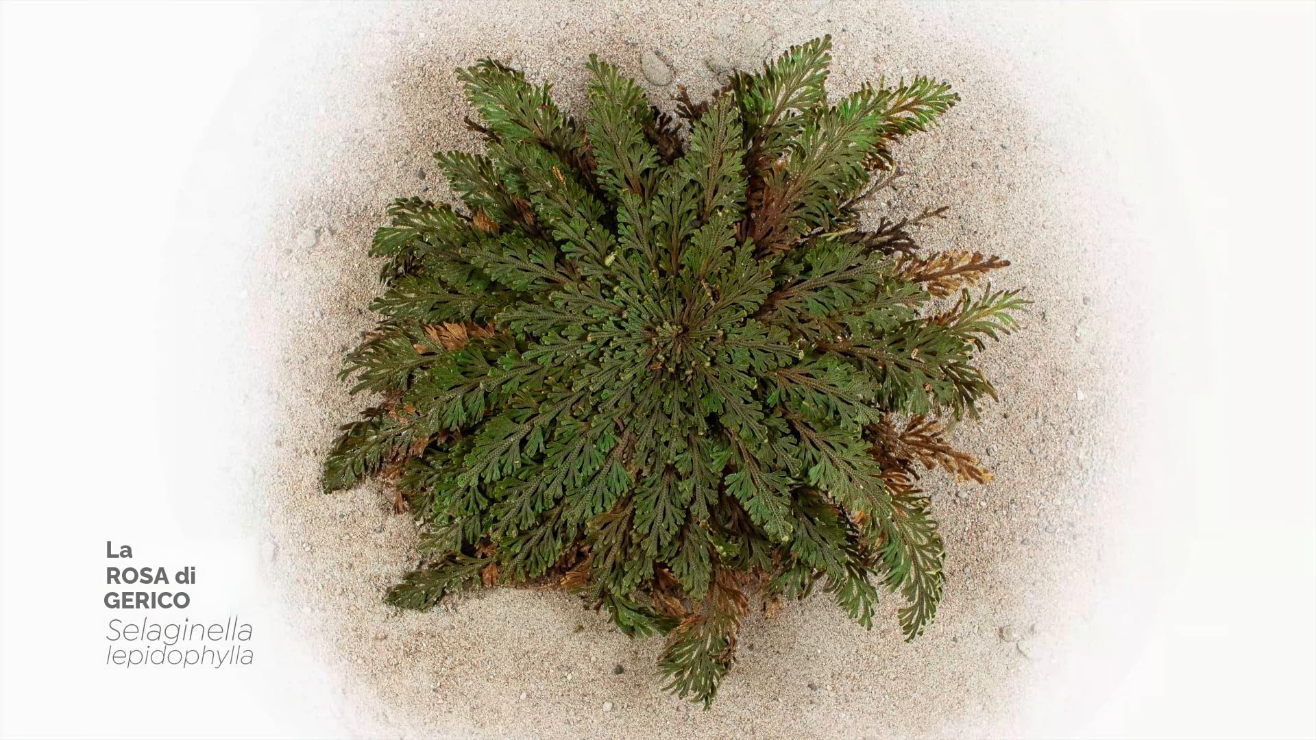 10 x rose di Jericho | Piccola | Confezione regalo | Perfetta pianta per interni o come mini terrario/accessorio da giardino in bottiglia | Oltre a Moss o piante in pietra