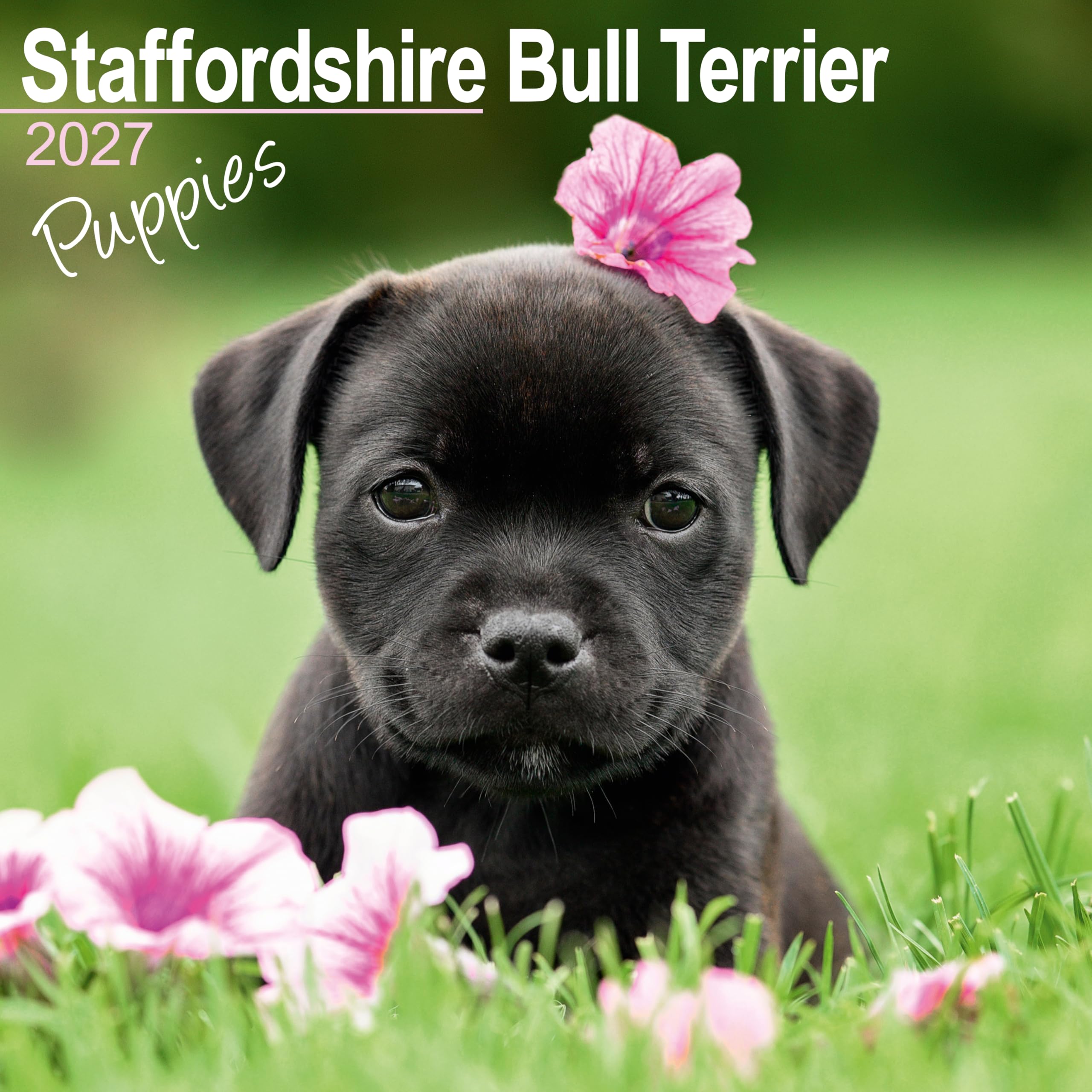 Staffordshire Bull Terrier Puppies Calendar 2027, Wall Calendars, Gift