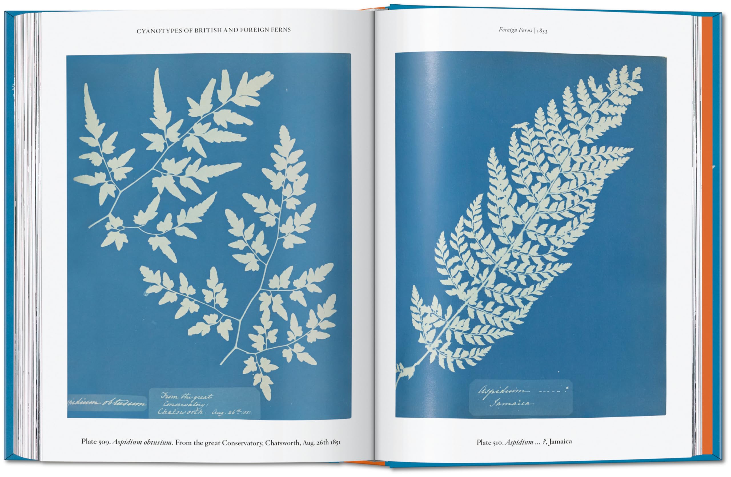 Anna Atkins: Cyanotypes. 45th Ed.