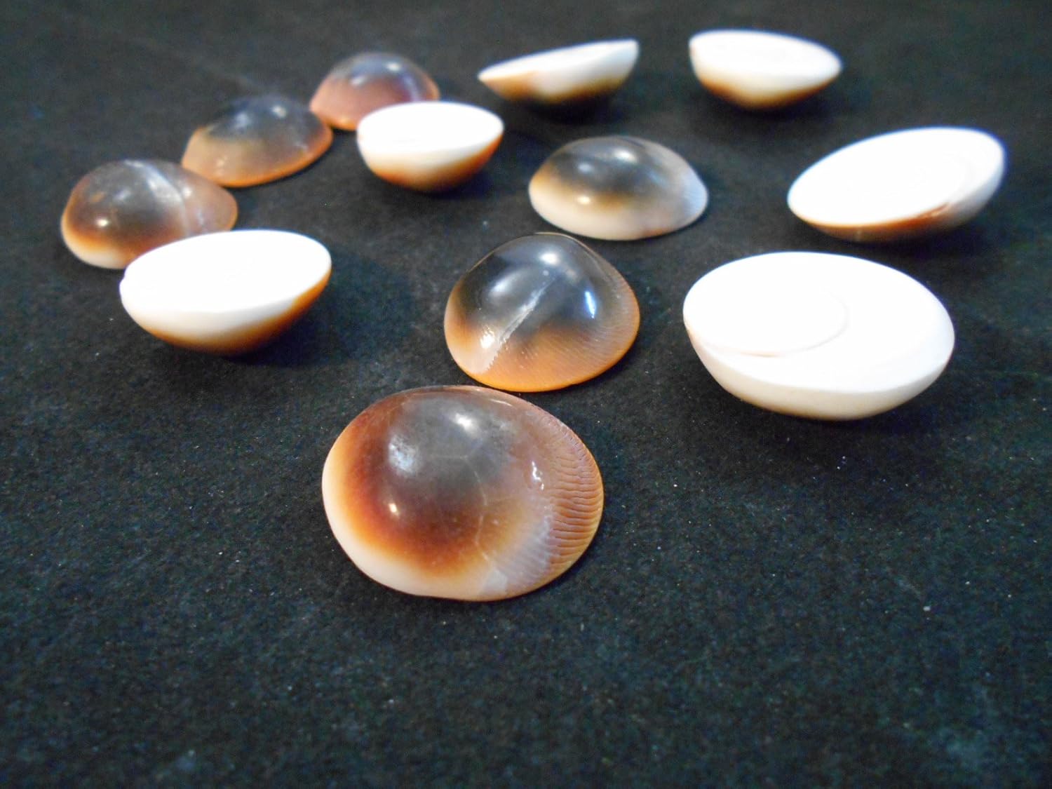 Set of 24 Red Cat Eye Shells (Shiva Shells) Operculum - Small: 1/2 - 1 - for Crafts and Nautical Beach Cottage Decor