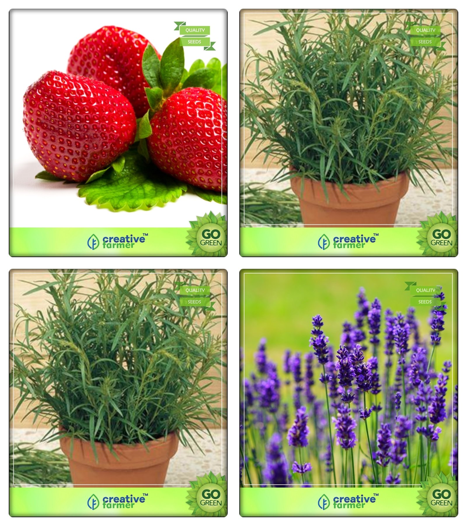 See full amazon price history chart for Creative Farmer Herb Seeds Combos For Planting Alpine Strawberry, Terragon, Terragon, Lavender Herb Seeds Combo Pack Creative Farmer Herb Seeds Combos For Planting Alpine Strawberry, Terragon, Terragon, Lavender Herb Seeds Combo Pack (B078V45W52) Amazon Price History, Amazon Price Tracker