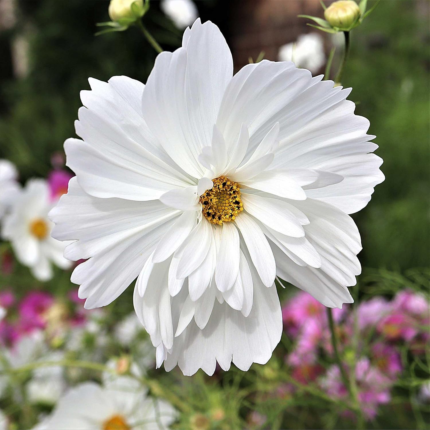Eden Brothers Cosmos Seeds - Psyche Mix