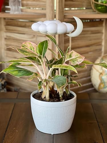 Miniatura 68 de La nube de lluvia original goteante para plantas, nube de lluvia de riego de plantas, regalos para amantes de las plantas, regalos para mujeres