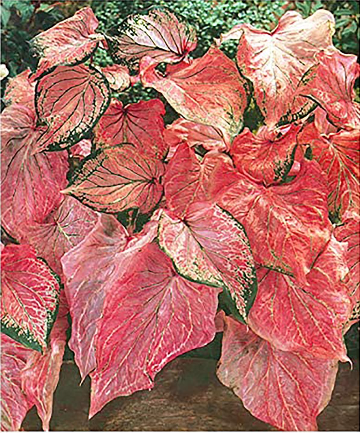 3 Pink Symphony Caladium Bulbs - Large Size Root - Striking Pink and Green Foliage - Hardy in Zones 9-11 - Ideal for Shade Gardens and Containers